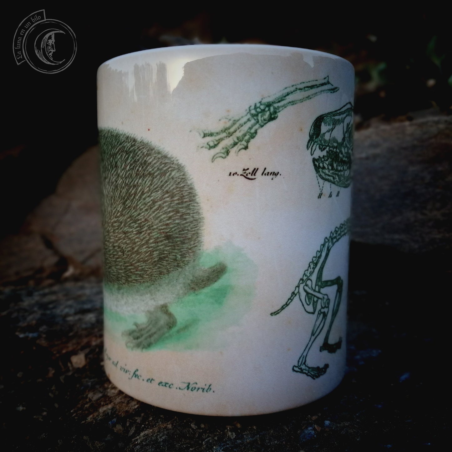 Vintage ceramic mug 11 oz - Hedgehog Anatomy -