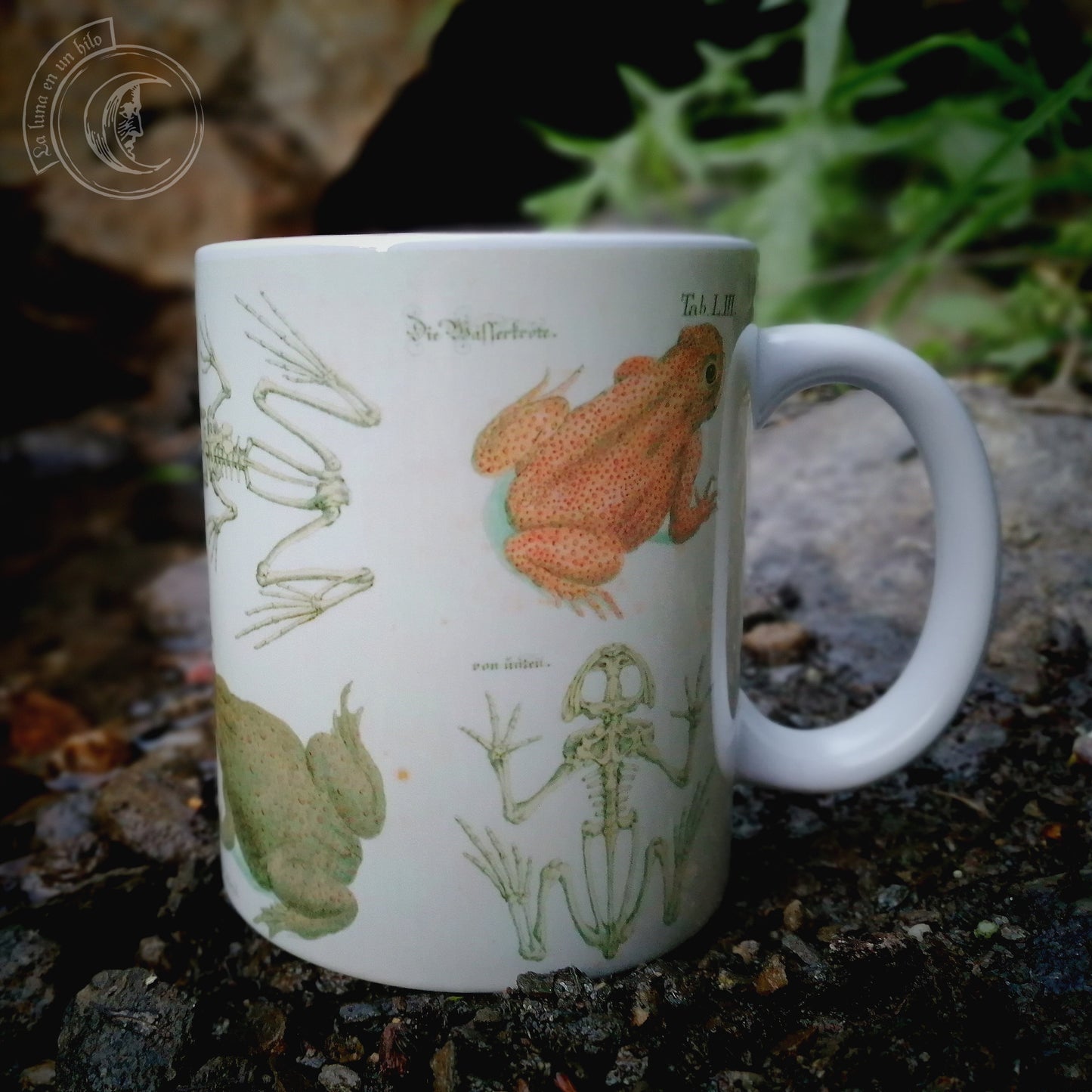Vintage ceramic mug 11 oz - Frog Anatomy -