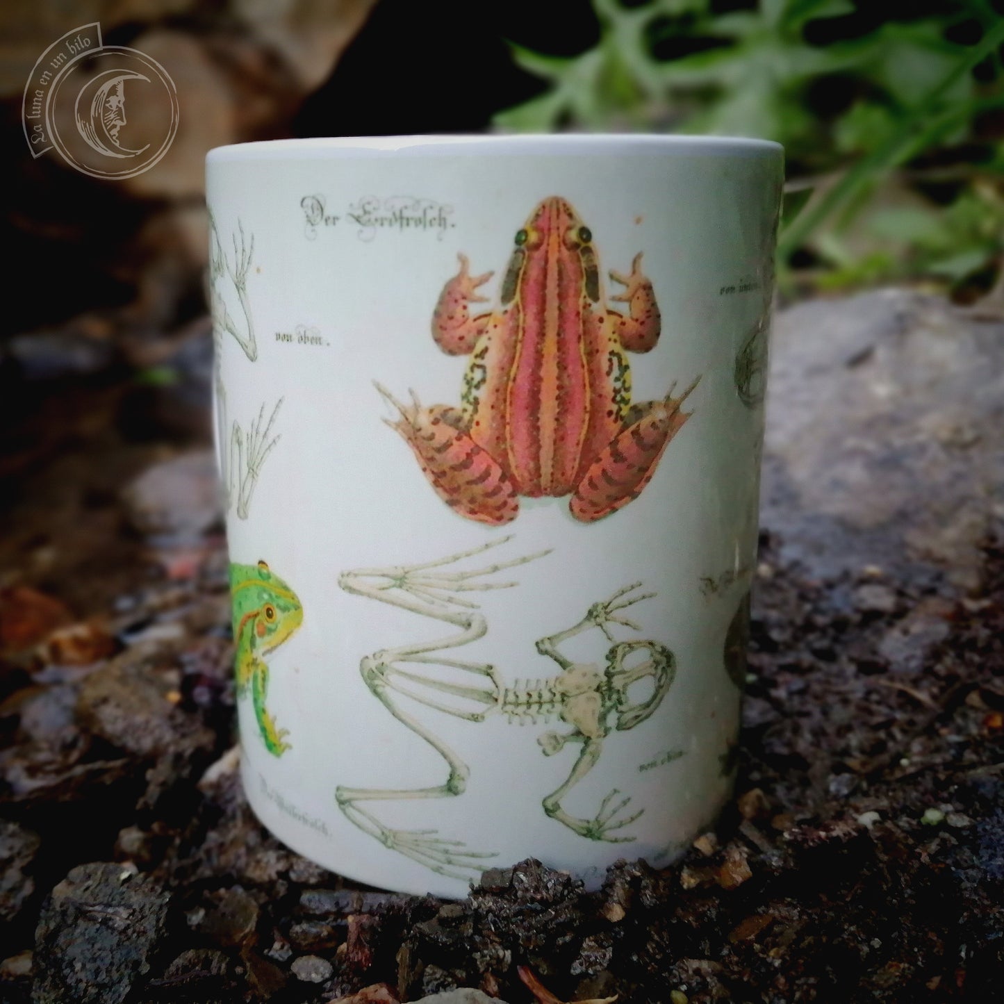 Vintage ceramic mug 11 oz - Frog Anatomy -