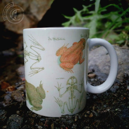 Vintage ceramic mug 11 oz - Frog Anatomy -