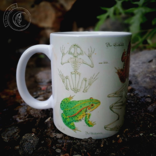 Vintage ceramic mug 11 oz - Frog Anatomy -